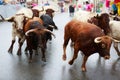 AMPUERO, SPAIN - SEPTEMBER 08: Bulls and people are running in street during festival in Ampuero, celebrated on September 08, 2016 Royalty Free Stock Photo