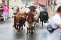 AMPUERO, SPAIN - SEPTEMBER 08: Bulls and people are running in street during festival in Ampuero, celebrated on September 08, 2016 Royalty Free Stock Photo