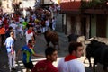 AMPUERO, SPAIN - SEPTEMBER 10: Bulls and people are running in street during festival in Ampuero, celebrated on September 10, 2016 Royalty Free Stock Photo