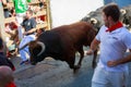 AMPUERO, SPAIN - SEPTEMBER 10: Bulls and people are running in street during festival in Ampuero, celebrated on September 10, 2016 Royalty Free Stock Photo