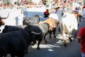 AMPUERO, SPAIN - SEPTEMBER 10: Bulls and people are running in street during festival in Ampuero, celebrated on September 10, 2016 Royalty Free Stock Photo