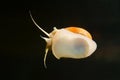 Ampullaria australis, important and popular aquatic freshwater snail, clean glass surface from green algae, gastropod mollusk