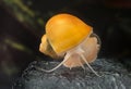 Ampullaria snail Royalty Free Stock Photo