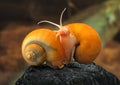 Ampulyarii snail