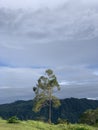 Ampupu tree or Eucalyptus urophylla