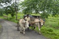 AMRAVATI, MAHARASHTRA, INDIA, August 2018, Farmer rides bullock cart on road at Ghuti Village, Dharni Taluka