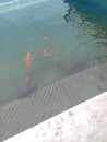 Amritsar Gurudwara pond colour ful fish sarovar morning photo clean water