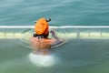 Amritsar, India - February 26 2023 - Unidentified devotees taking holy dip in sarovar at Golden Temple