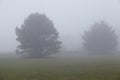 Amrum (Germany) - Two trees at fog Royalty Free Stock Photo