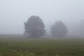 Amrum (Germany) - Two trees at fog Royalty Free Stock Photo