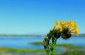 Amsinckia menziesii, Common fiddleneck, Lake Mathews