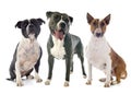 Amstaff, bull terrier and staffie Royalty Free Stock Photo
