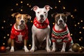 Amstaff dog family wearing ugly Christmas sweaters. Generative AI