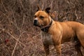 Amstaff Dog in The Forest