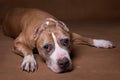 Amstaff dog lying down with head up