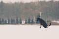Amstaff Large Black Dog On A Snowy Meadow.