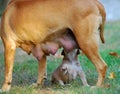 Amstaff mother dog breast feeding his puppy Royalty Free Stock Photo