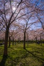 People enjoying the blossom park among the blossoming cherry trees in the spring. The Bloesempark