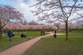 People enjoying the blossom park among the blossoming cherry trees in the spring. The Bloesempark