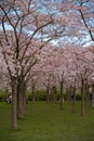 People enjoying the blossom park among the blossoming cherry trees in the spring. The Bloesempark