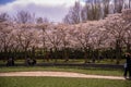 People enjoying the blossom park among the blossoming cherry trees in the spring. The Bloesempark