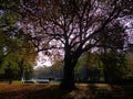 Amsterdam Autumn