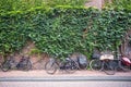 Amsterdam with bicycles against ivy covered brick wall