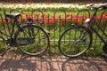 Amsterdam bicycles and tulips Royalty Free Stock Photo