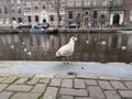 Amsterdam bird Royalty Free Stock Photo