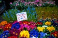 Amsterdam flower market