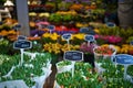 Amsterdam flower market Royalty Free Stock Photo