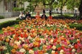 Amsterdam garden tulips Royalty Free Stock Photo