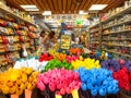 Amsterdam - May 1, 2014, Souvenir shop in Amsterdam, Holland, Netherlands, Colorful Tulips, Flower store, Mozart Tulips, shopping Royalty Free Stock Photo