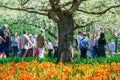 AMSTERDAM, NETHERLANDS - 20, APRIL, 2018 : Blooming tulips flower beds and cherry blossom in Keukenhof flower garden, Amsterdam, N