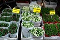 AMSTERDAM, NETHERLANDS - APRIL 9, 2018: Colorful tulips on sale in Amsterdam flower market. This Flower Market is the only floatin Royalty Free Stock Photo