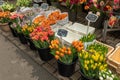 Bloemen Market Amsterdam Netherlands Royalty Free Stock Photo