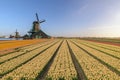 Amsterdam Netherlands, Dutch Windmill at Zaanse Schans Village with tulip field Royalty Free Stock Photo