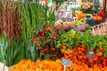 Amsterdam, Netherlands - 15.10.2019: Flowers for sale at a flower market, Amsterdam, The Netherlands Royalty Free Stock Photo