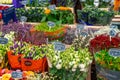 Amsterdam, Netherlands - 15.10.2019: Flowers for sale at a flower market, Amsterdam, The Netherlands Royalty Free Stock Photo