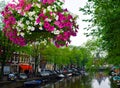 Beautiful Amsterdam central street in overcast summer day as a background for petunia flowers in pot Royalty Free Stock Photo