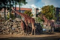 Reticulated giraffe at the zoo