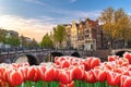 Amsterdam Netherlands spring tulip flower