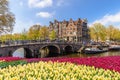 Amsterdam spring tulip flower, Netherlands Royalty Free Stock Photo