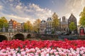 Amsterdam spring tulip flower, Netherlands Royalty Free Stock Photo