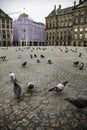 Amsterdam square with pigeons