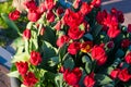 Amsterdam tulips in april Royalty Free Stock Photo