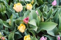 Amsterdam tulips in april Royalty Free Stock Photo