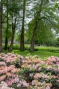 Amsterdam, Vondel Park at Netherlands. Rhododendron maximum, great laurel, people, nature. Vertical Royalty Free Stock Photo