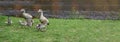 Amsterdam, Vondelpark at Netherlands. Ducks family on grass next to blur pond background. Banner Royalty Free Stock Photo