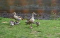 Amsterdam, Vondelpark at Netherlands. Ducks family on green grass next to blur pond background Royalty Free Stock Photo